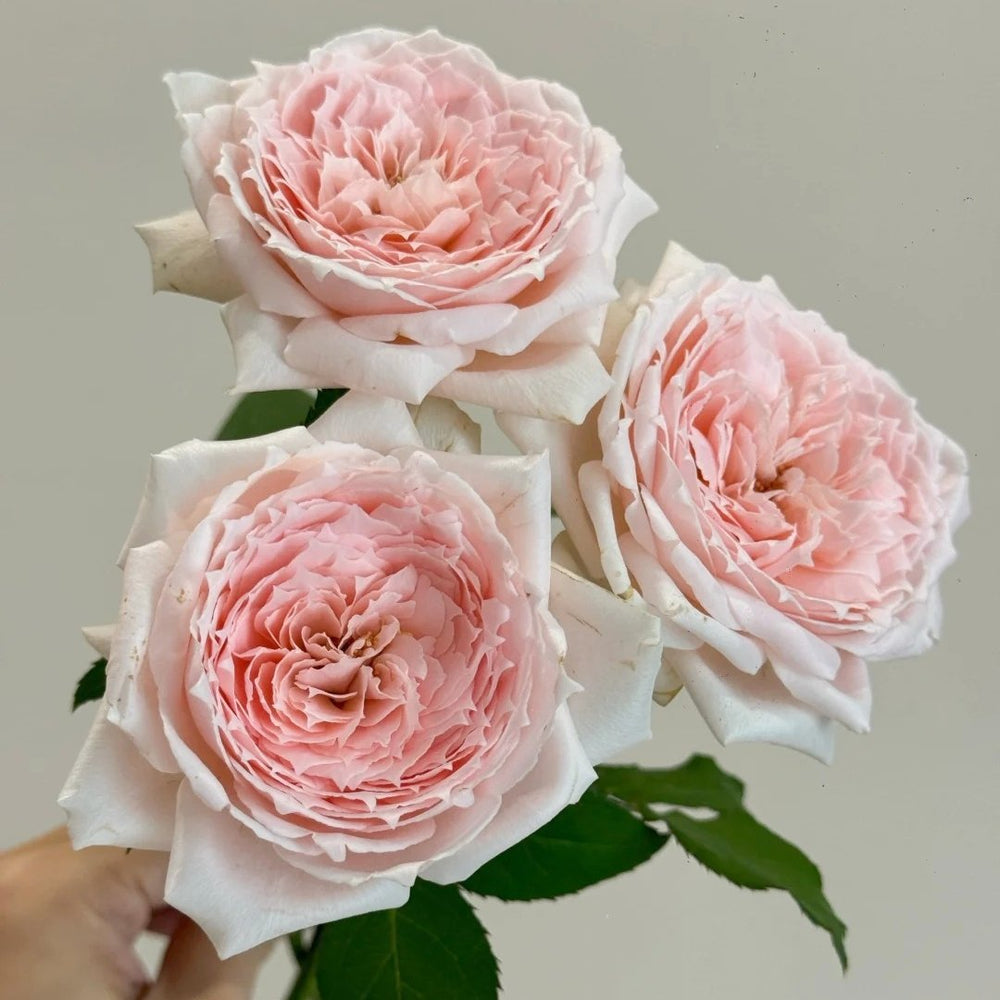 Princess Hitomi Rose Plant｜仁美公主 image 7