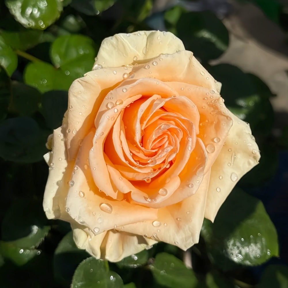 Peach Wave Rose Plant｜桃色波 image 4