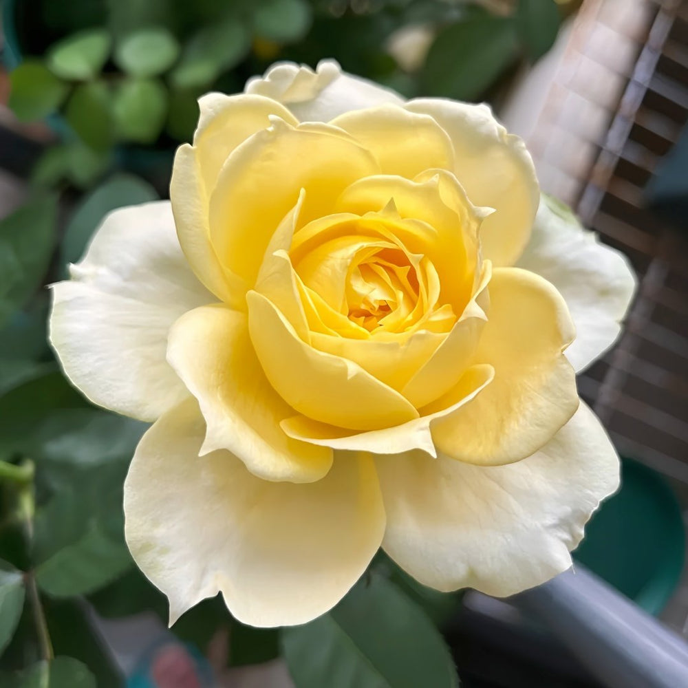 Sunny antike Rose Plant|阳光古董 image 3