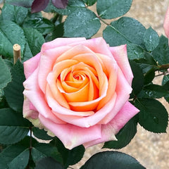 Love Pearl Rose Plant | 爱之珠 image 3