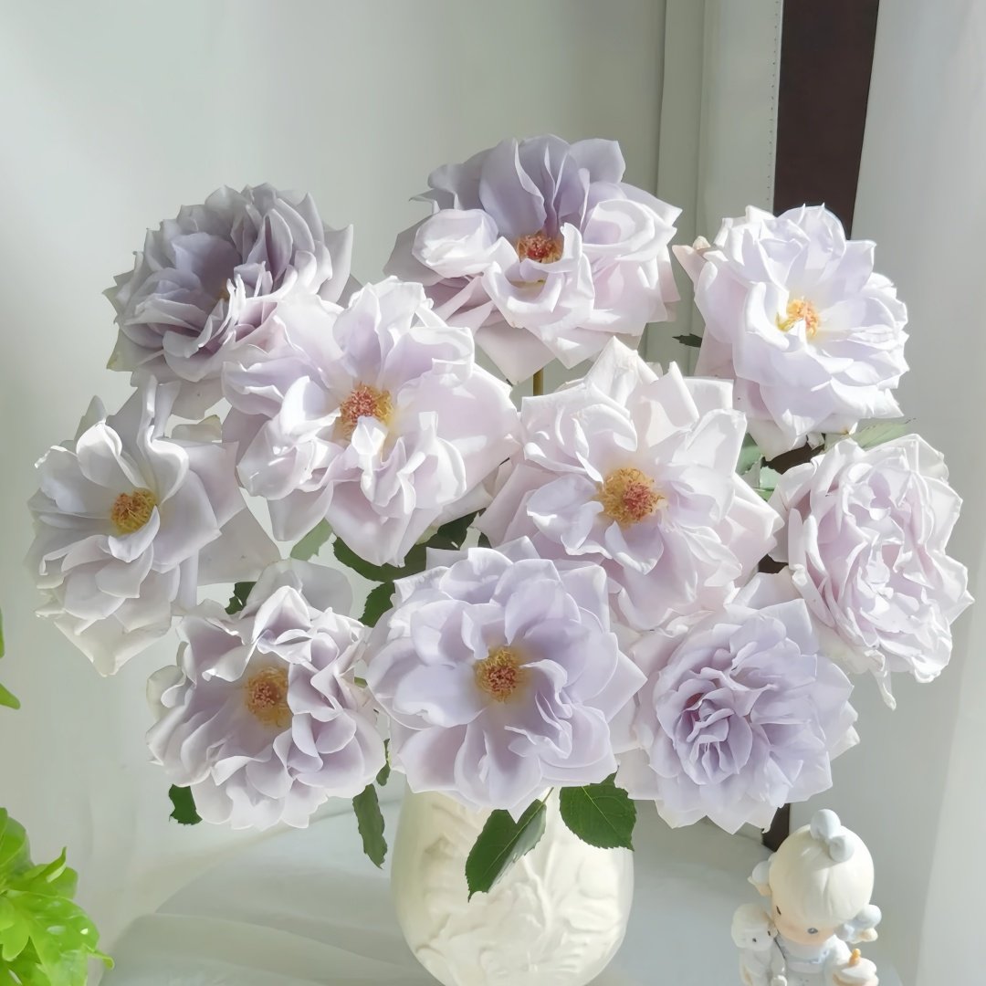 Blue gravity Rose Plant|蓝色引力 image 2