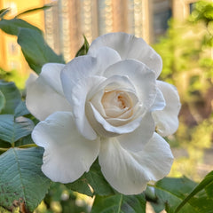Annapurna Rose Plant|冰峰 image 1