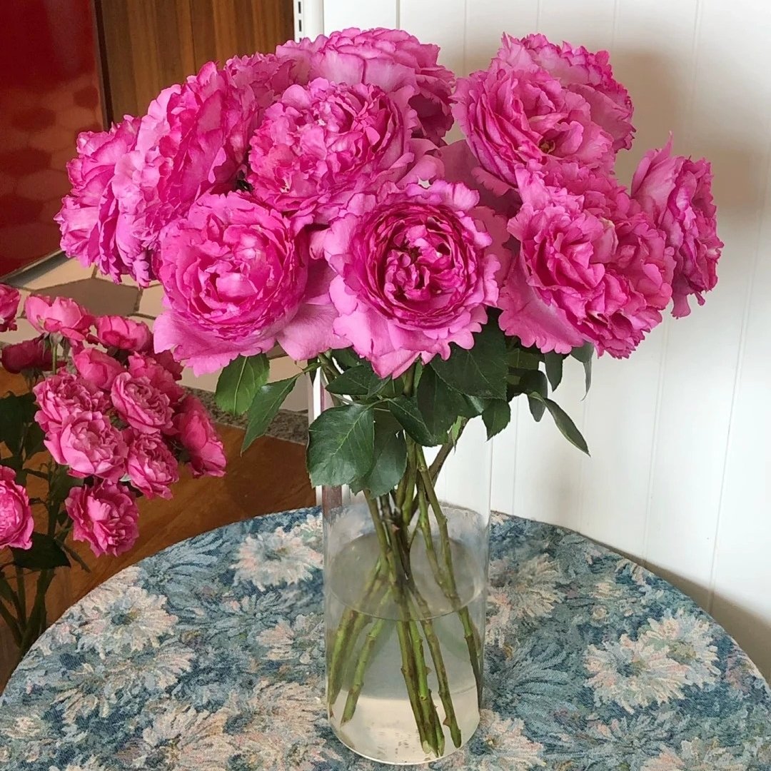 Yves Piaget Rose Plant|伊芙伯爵 image 9
