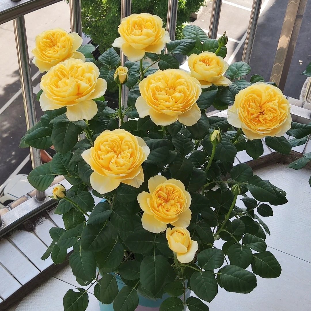 Jeanne d’Arc Rose Plant｜圣女贞德 image 2