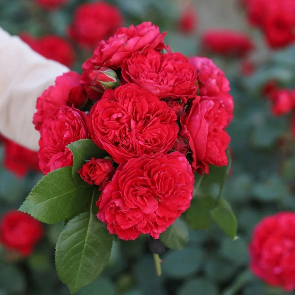 Red Leonardo da Vinci Rose Plant｜红色达芬奇 image 1