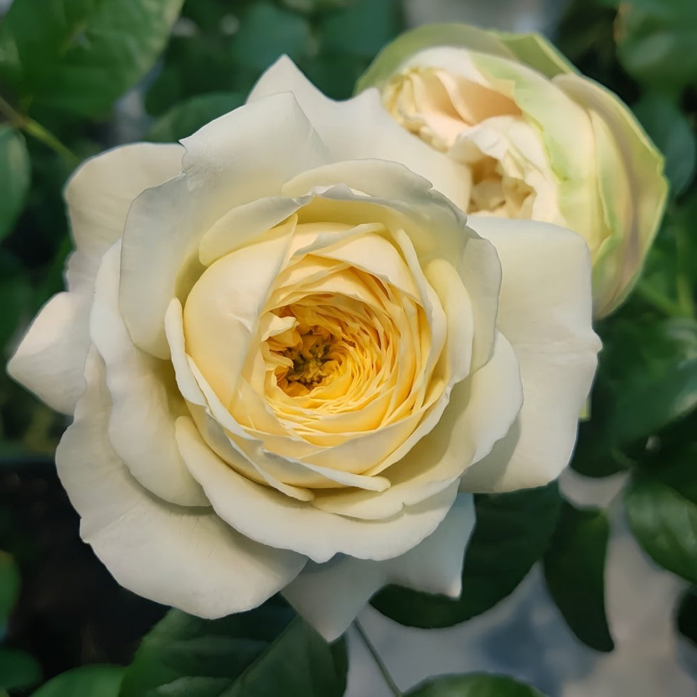 Royal Park Rose Plant｜皇家园林 image 5
