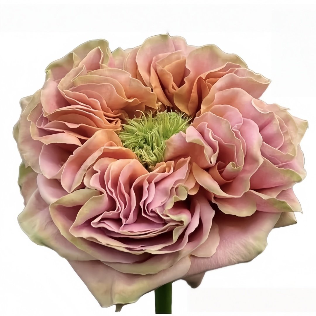 El Patron Rose Plant｜埃尔帕特隆 image 1