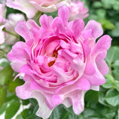 Maria Callas Rose Plant | 苏芬/海葵宝宝 image 0