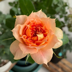 Lanterne Citrouille Rose Plant｜南瓜灯笼 image 3