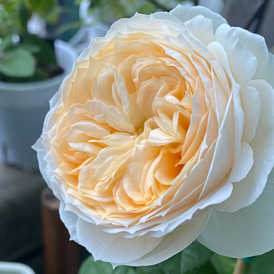 Pride and Prejudice Rose Plant|傲慢与偏见 image 2