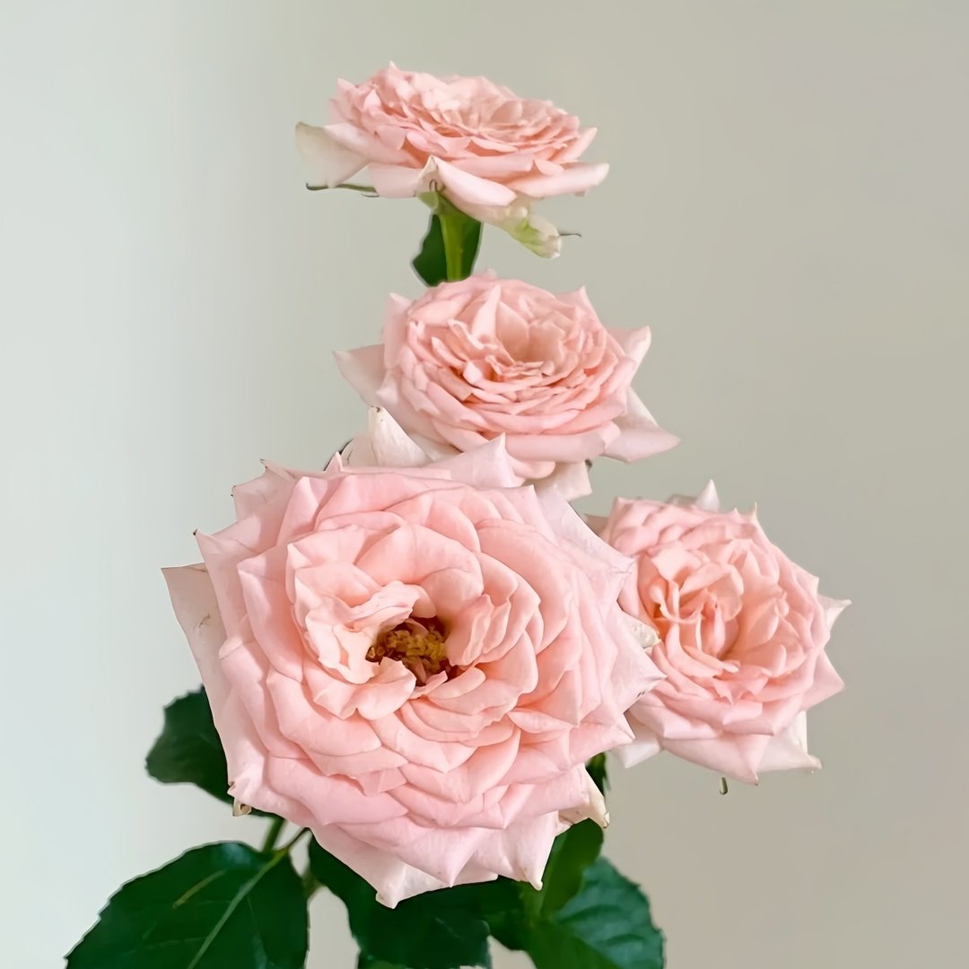 Sweet Sara Rose Plant｜甜蜜萨拉 image 8