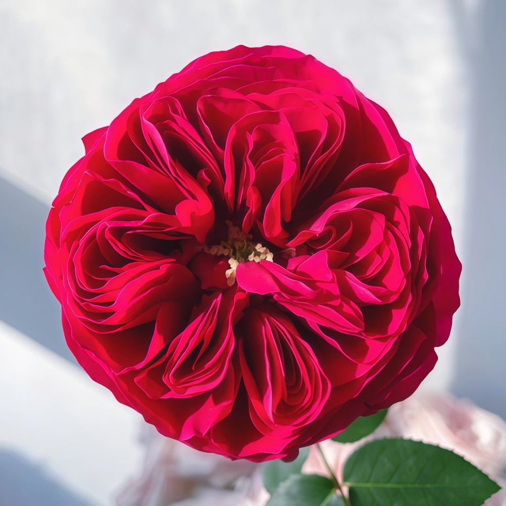 Darcey Rose Plant | 达西 image 4