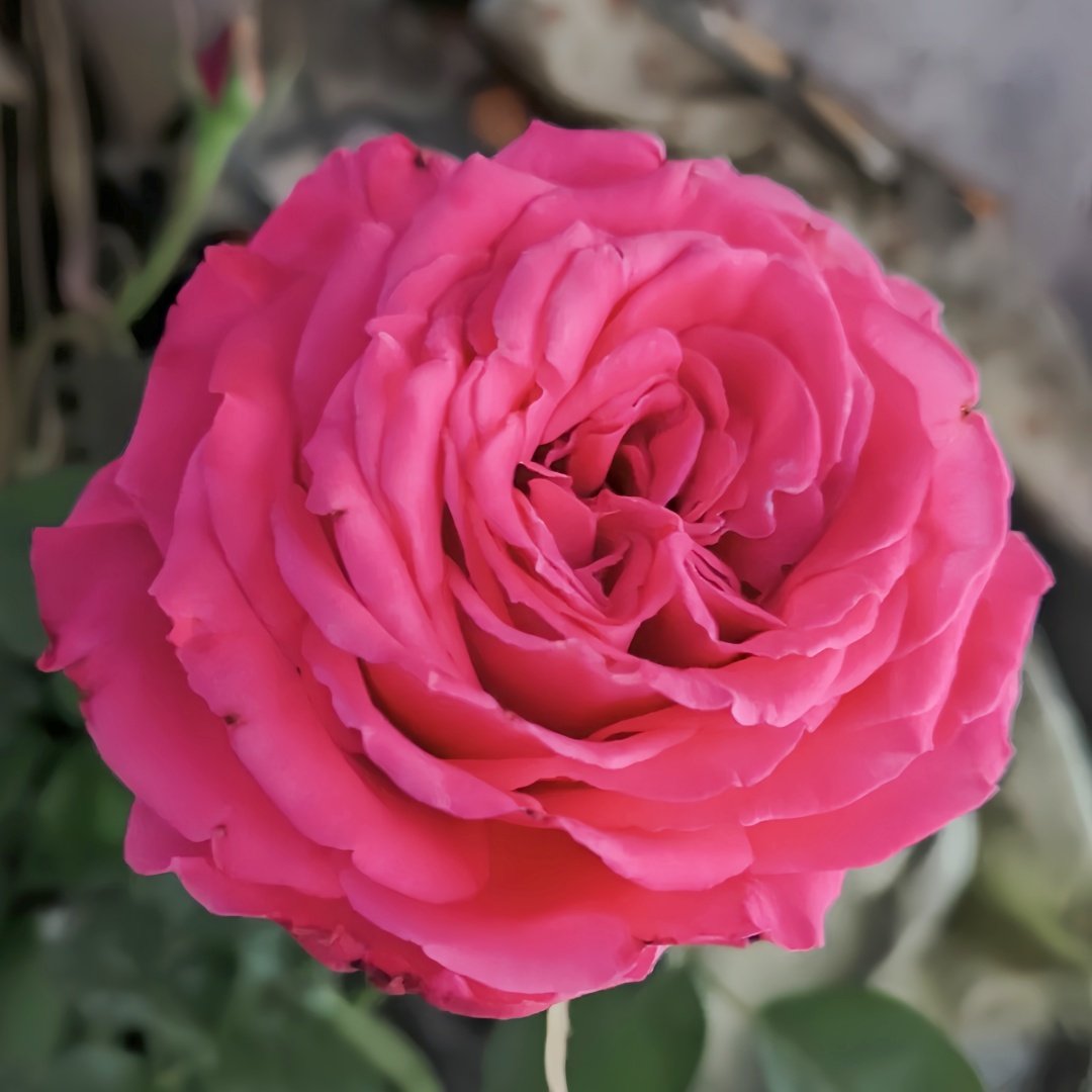 Lolita Lempicka Rose Plant|洛丽塔 image 0