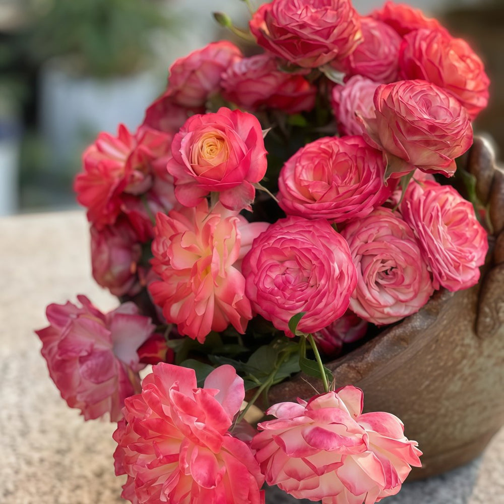 Bico Baby Romantica Rose Plant|浪漫比克 image 4