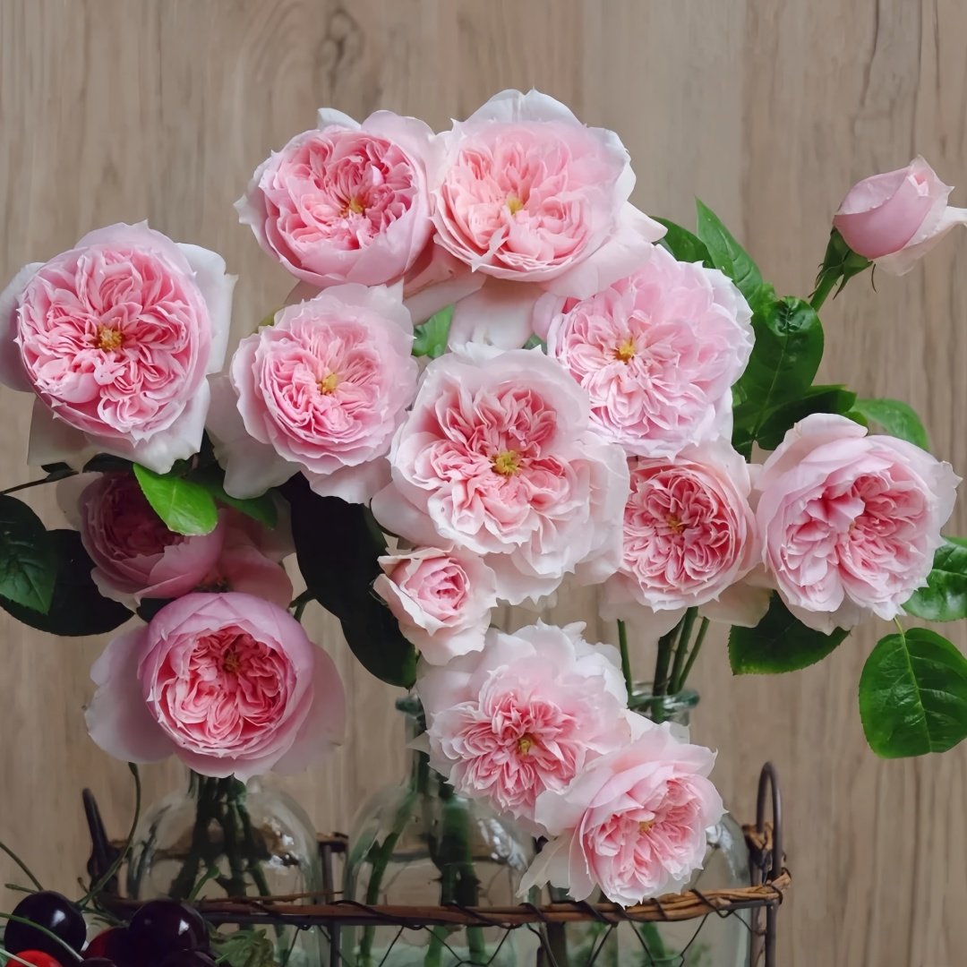 Schöne Maid Rose Plant|美少女 image 9