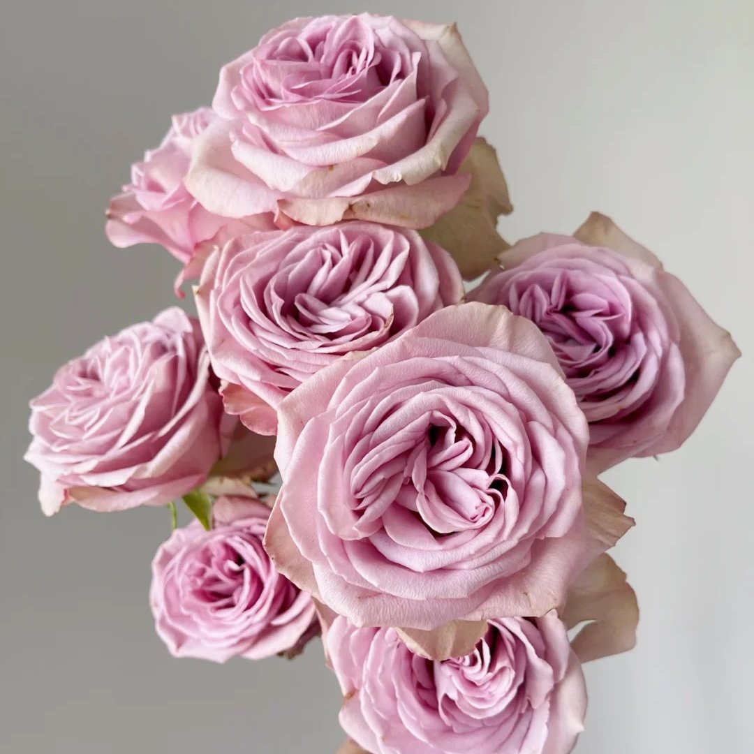 Montmartre Rose Plant｜蒙马特 image 7