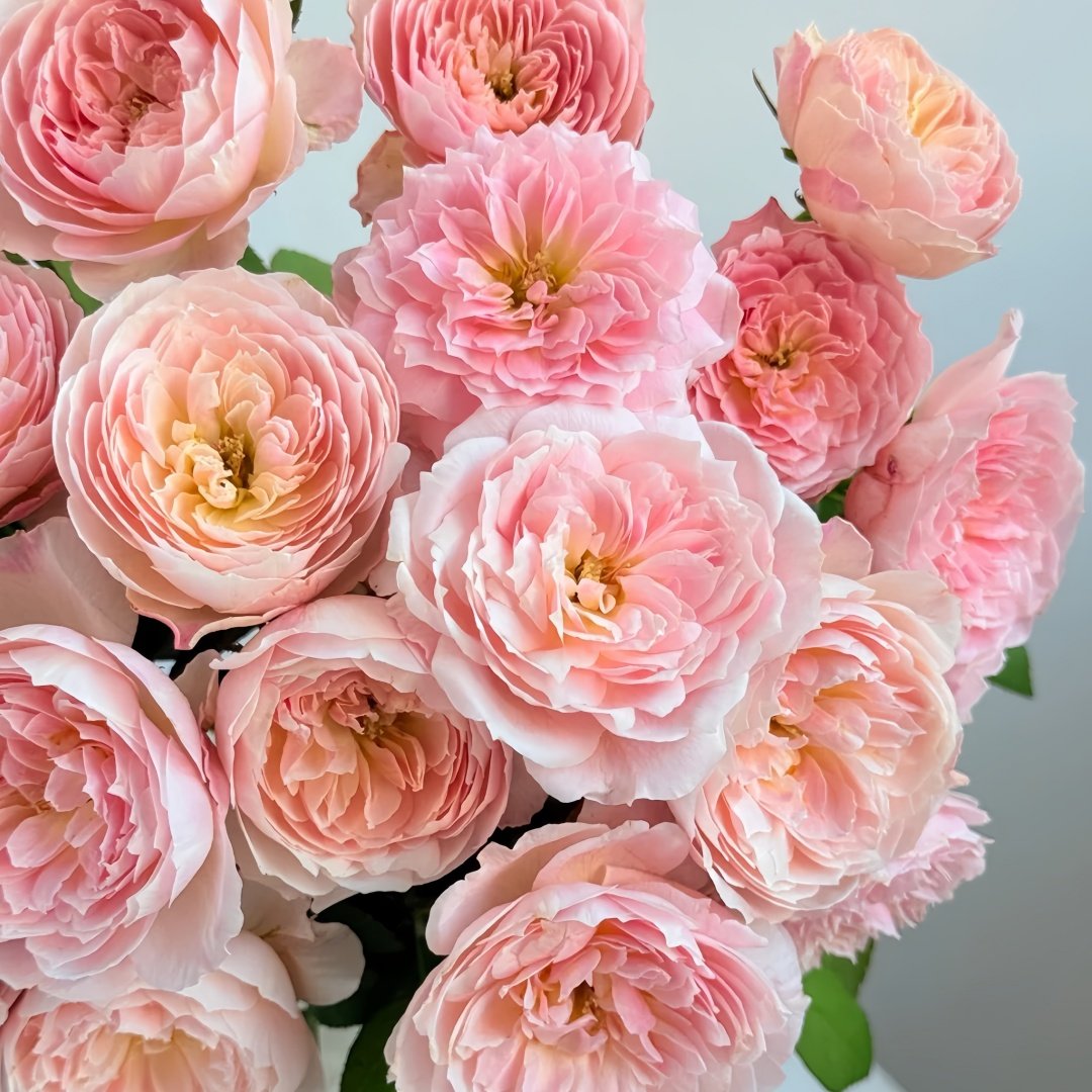 Youqing Rose Plant|有晴 image 8