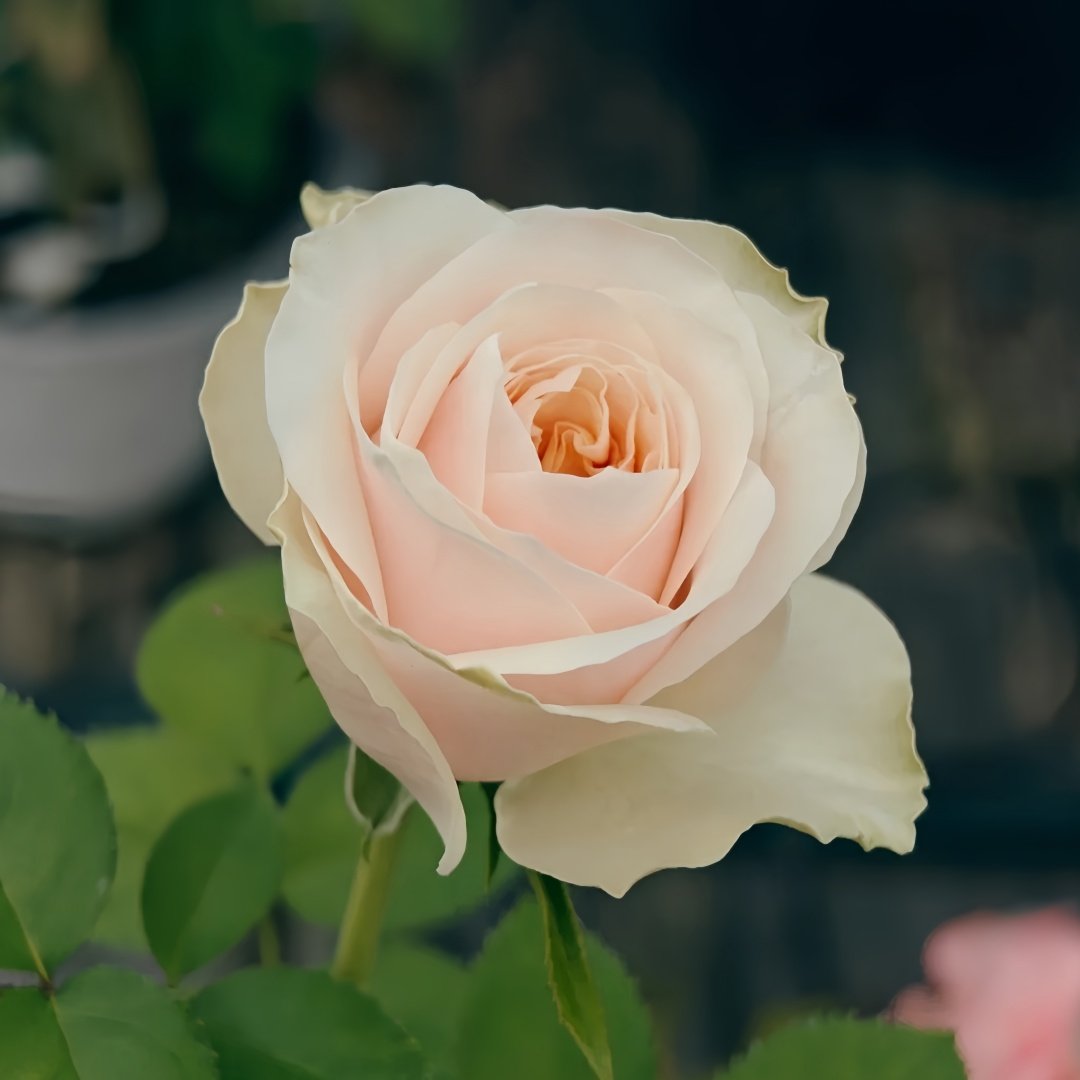 Jillian Rose Plant｜吉莉安公主 image 3