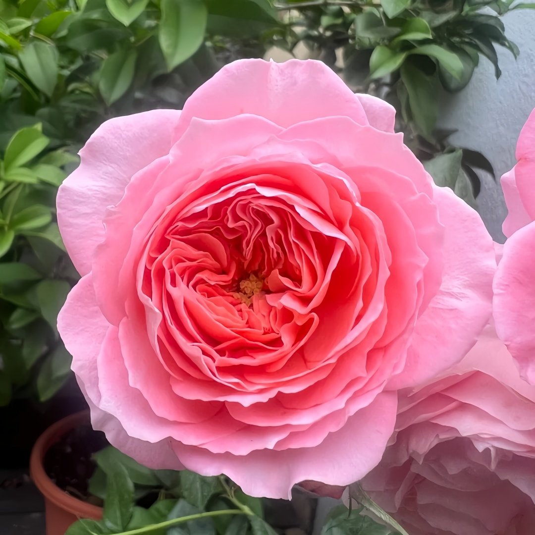 Summer Fireworks Rose Plant|夏日花火 image 5