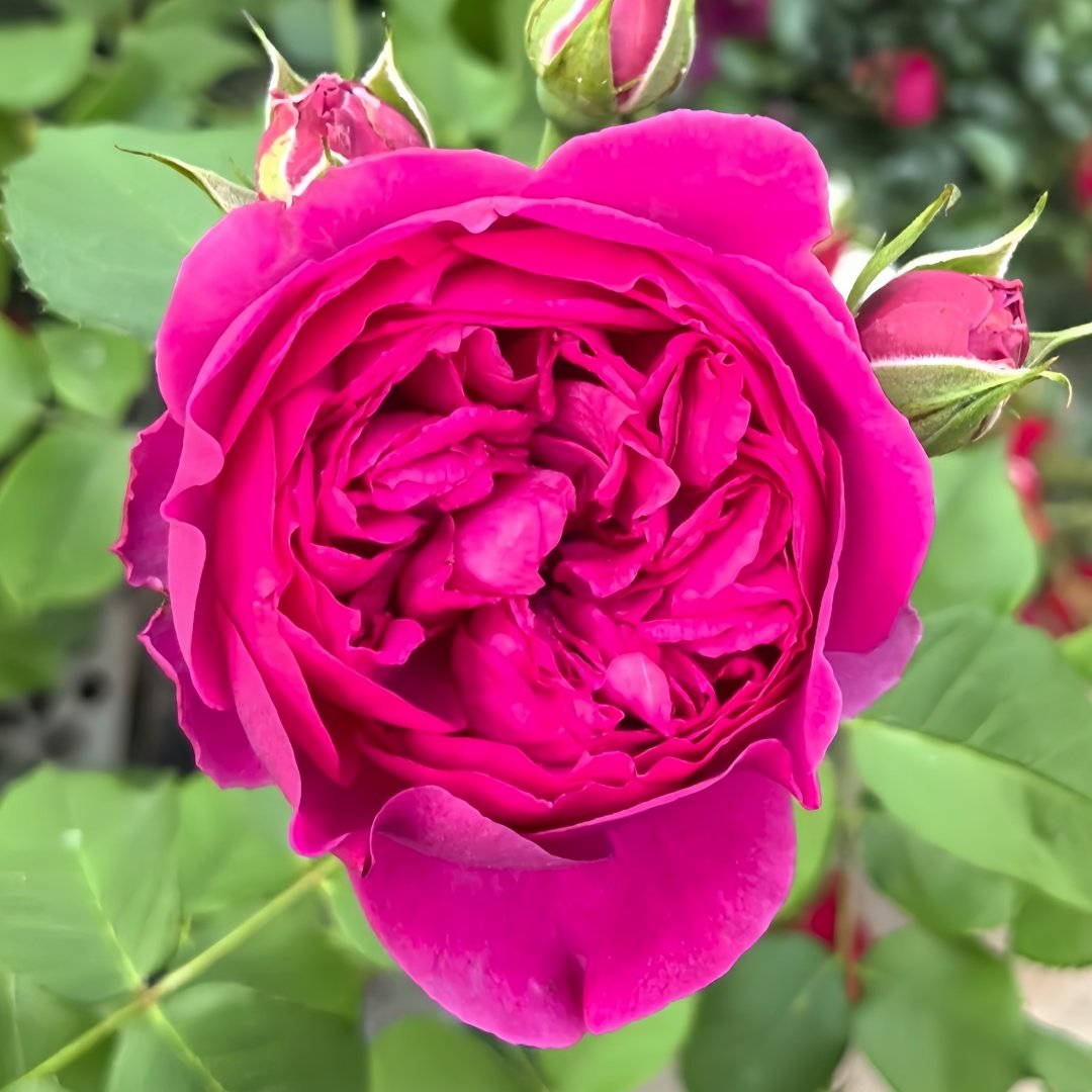 Cixuan Rose Plant|慈萱 image 1