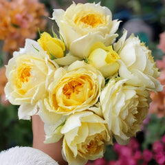 Sunny antike Rose Plant|阳光古董 image 0