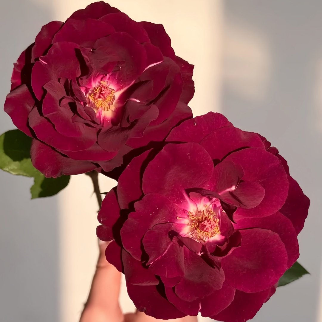 Louis XIV Rose Plant ｜路易十四 image 4