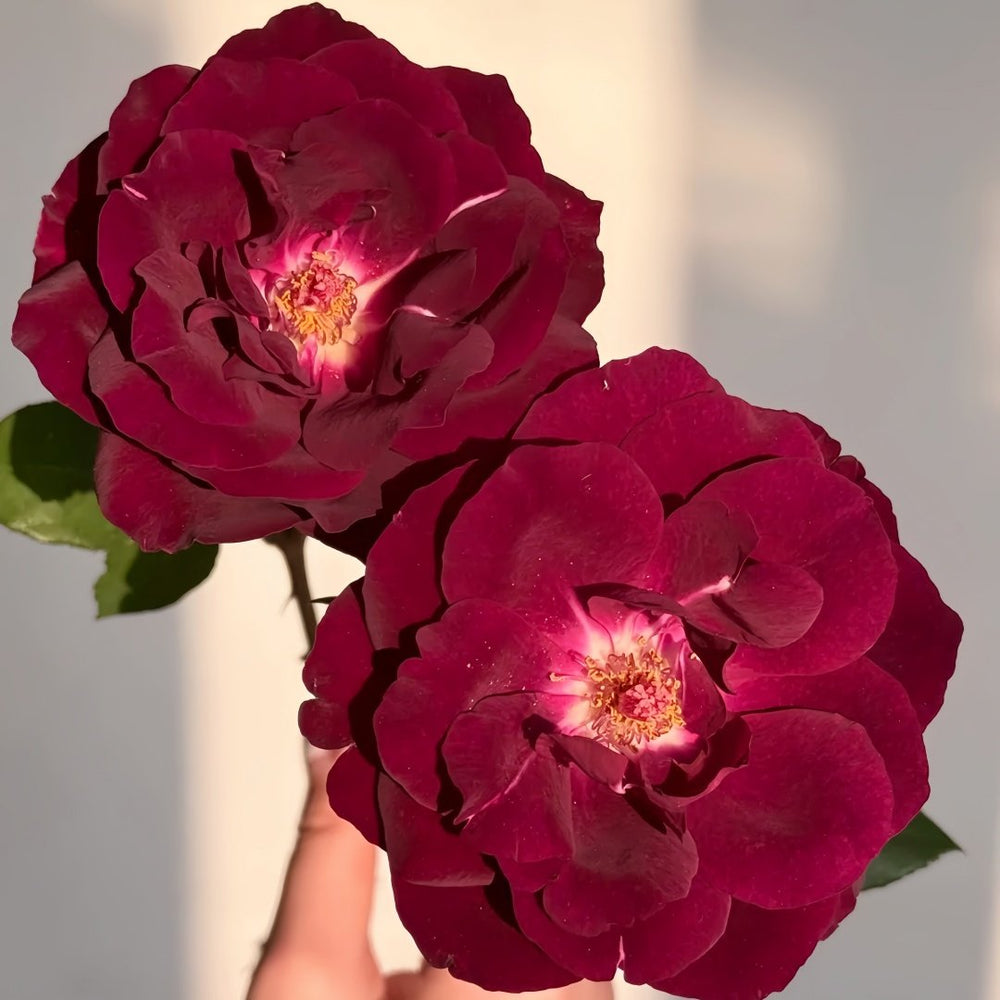 Louis XIV Rose Plant ｜路易十四 image 4