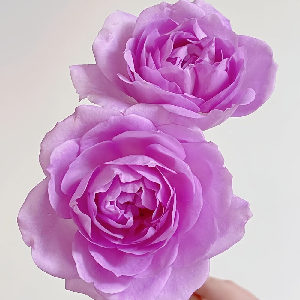 Yumeka Rose Plant｜梦香 image 2