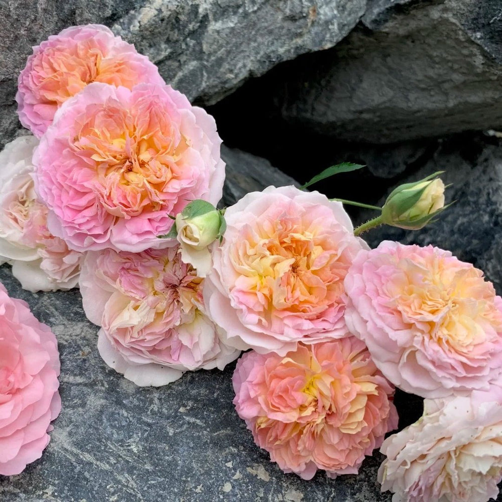 Muyunsi Rose Plant|暮云思 image 6