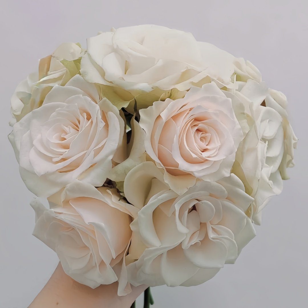 Lady Eva Rose Plant｜伊娃夫人 image 0