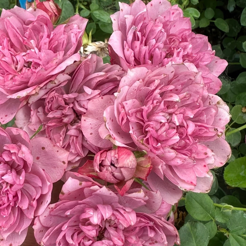 Nagi Rose Plant｜凪 image 4