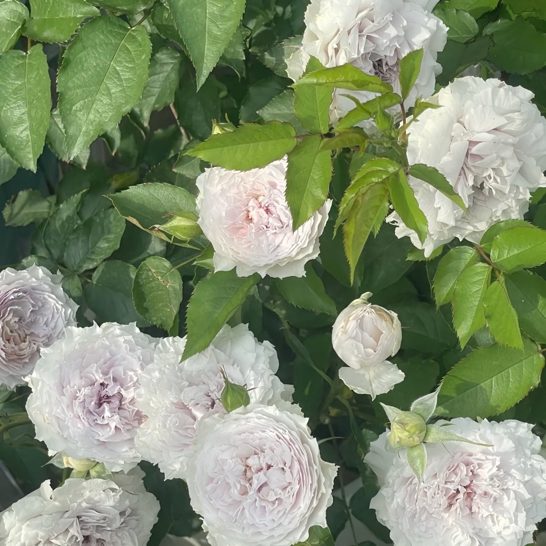 Floating Moon Rose Plant|浮月 image 6