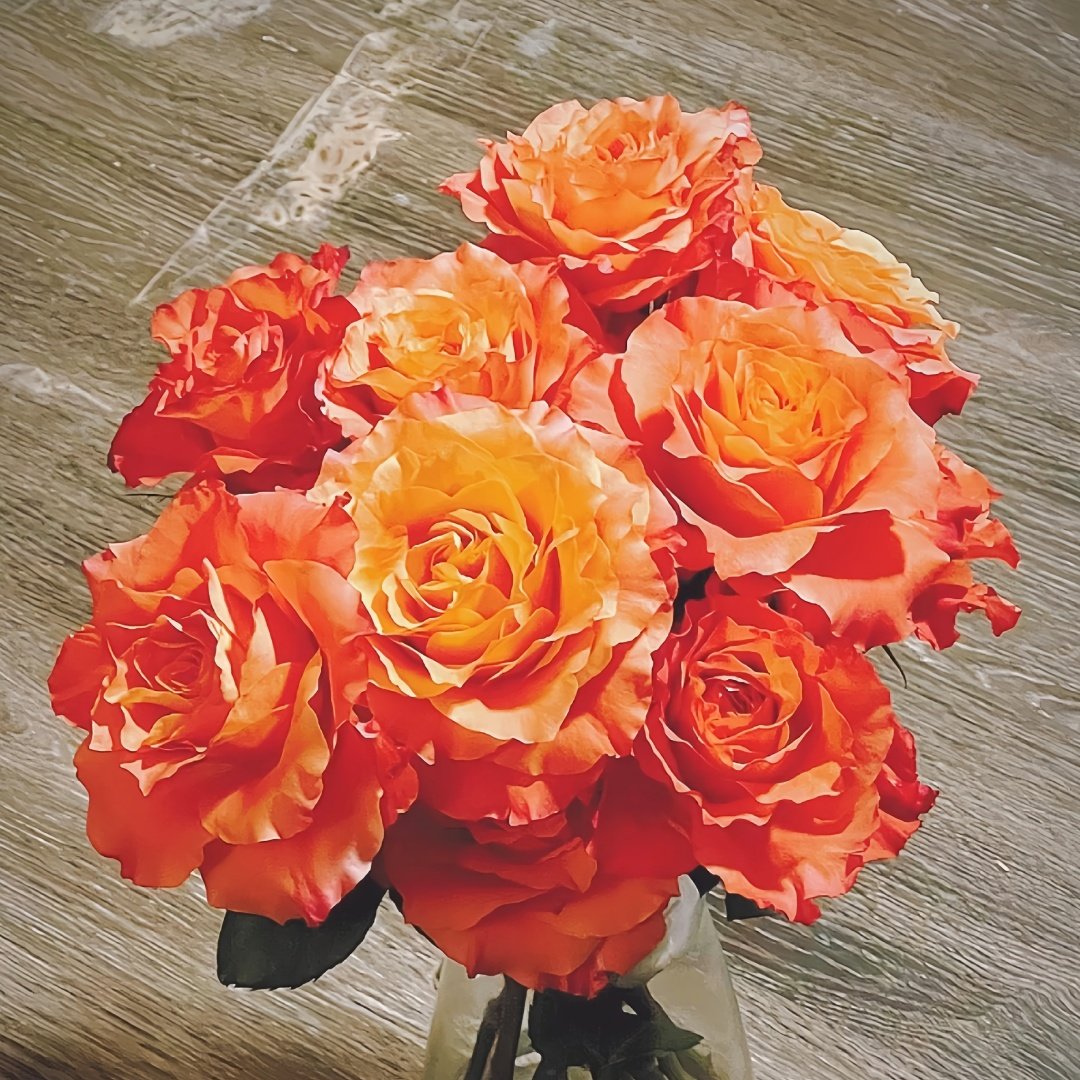 Free Spirit Rose Plant ｜自由精灵 image 9
