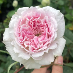 Kírkē Rose Plant｜瑟西 image 1