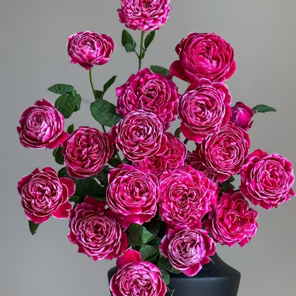 Japanese Mary Rose Plant|日本玛丽 image 2