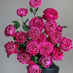 Japanese Mary Rose Plant|日本玛丽 image 2