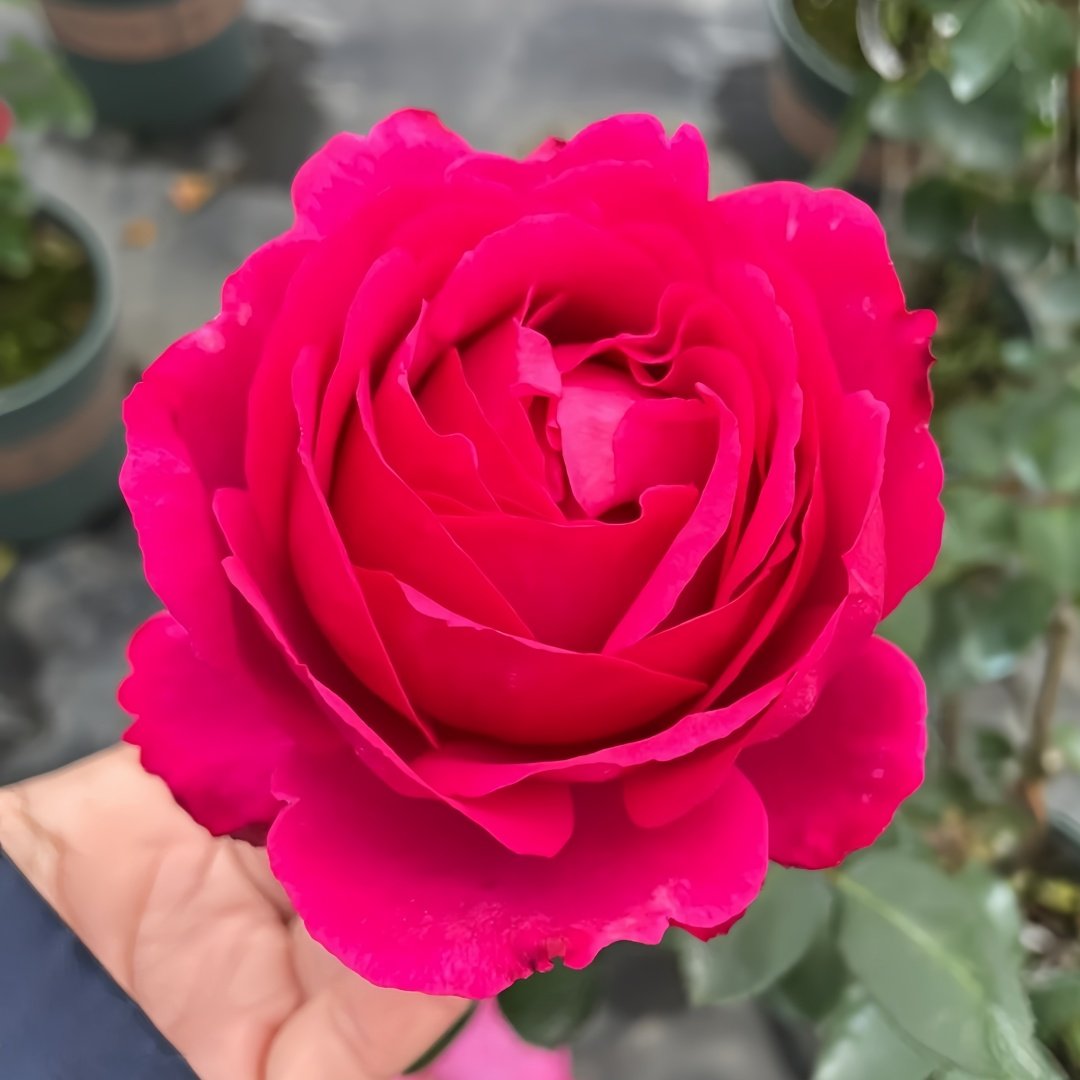 Yves Lorio Rose Plant｜伊芙红宝石伯爵 image 1