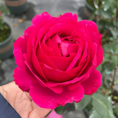 Yves Lorio Rose Plant｜伊芙红宝石伯爵 image 1