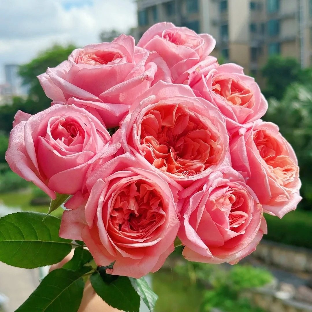 London Eye Rose Plant|伦敦眼 image 7