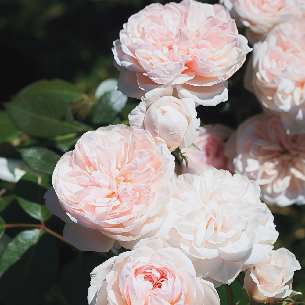 Sabrina Rose Plant｜莎伯莲娜 image 8