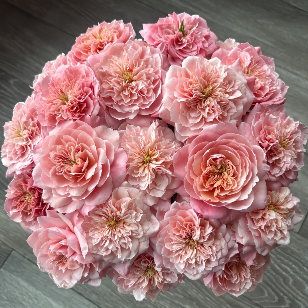 Mikoto Rose Plant｜美琴 image 5