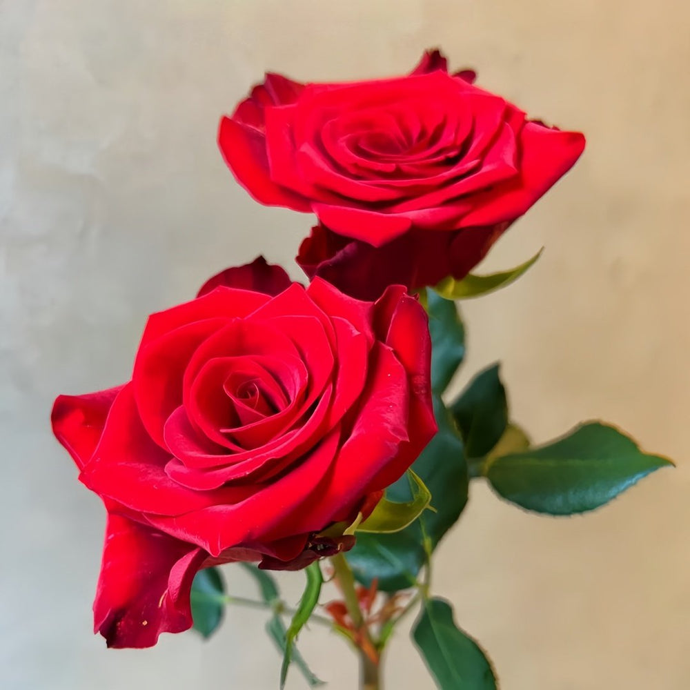 Vulcan Rose Plant｜火神 image 2