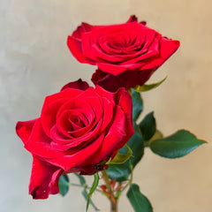 Vulcan Rose Plant｜火神 image 2