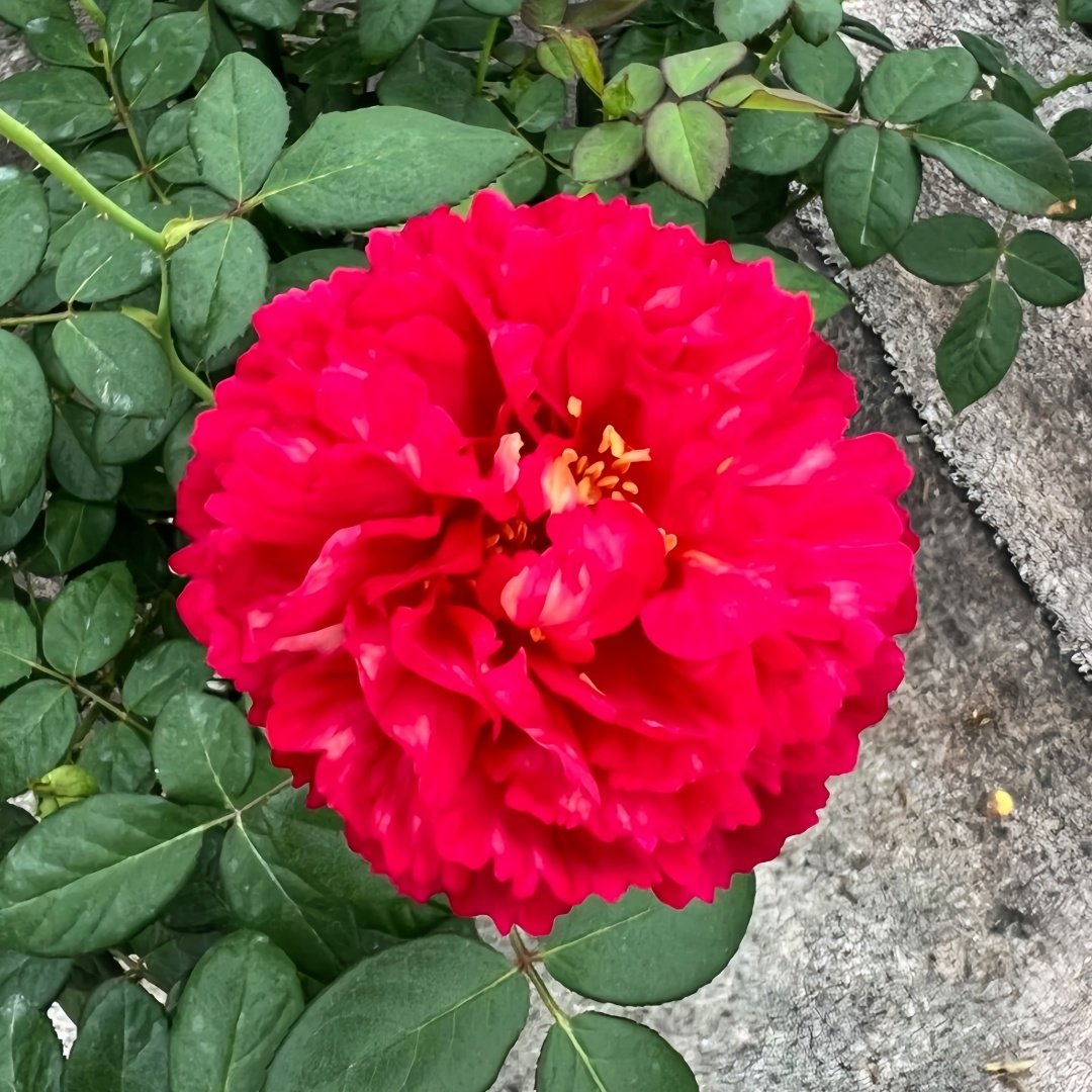 Ligare Rose Plant｜真彩230 image 6