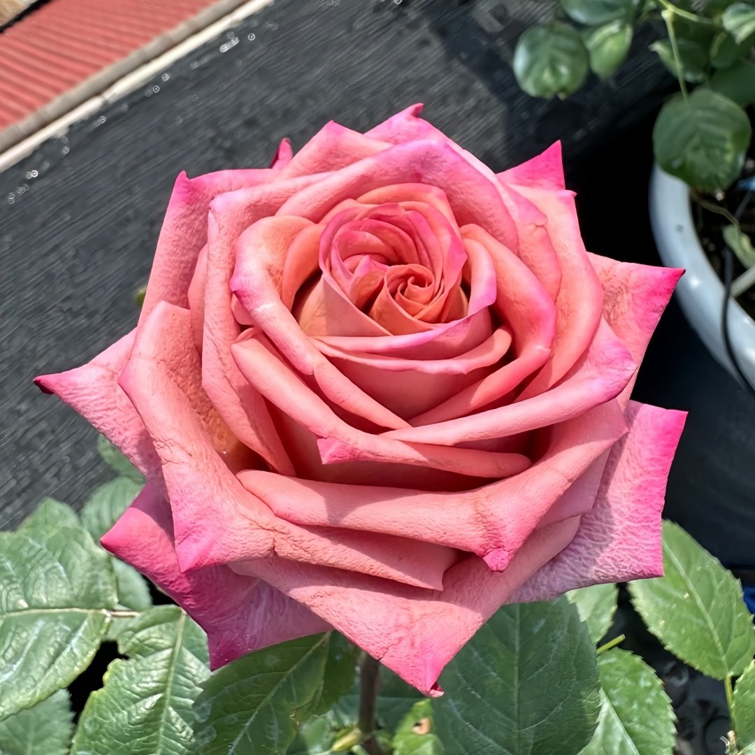Barista Rose Plant｜咖啡师 image 1