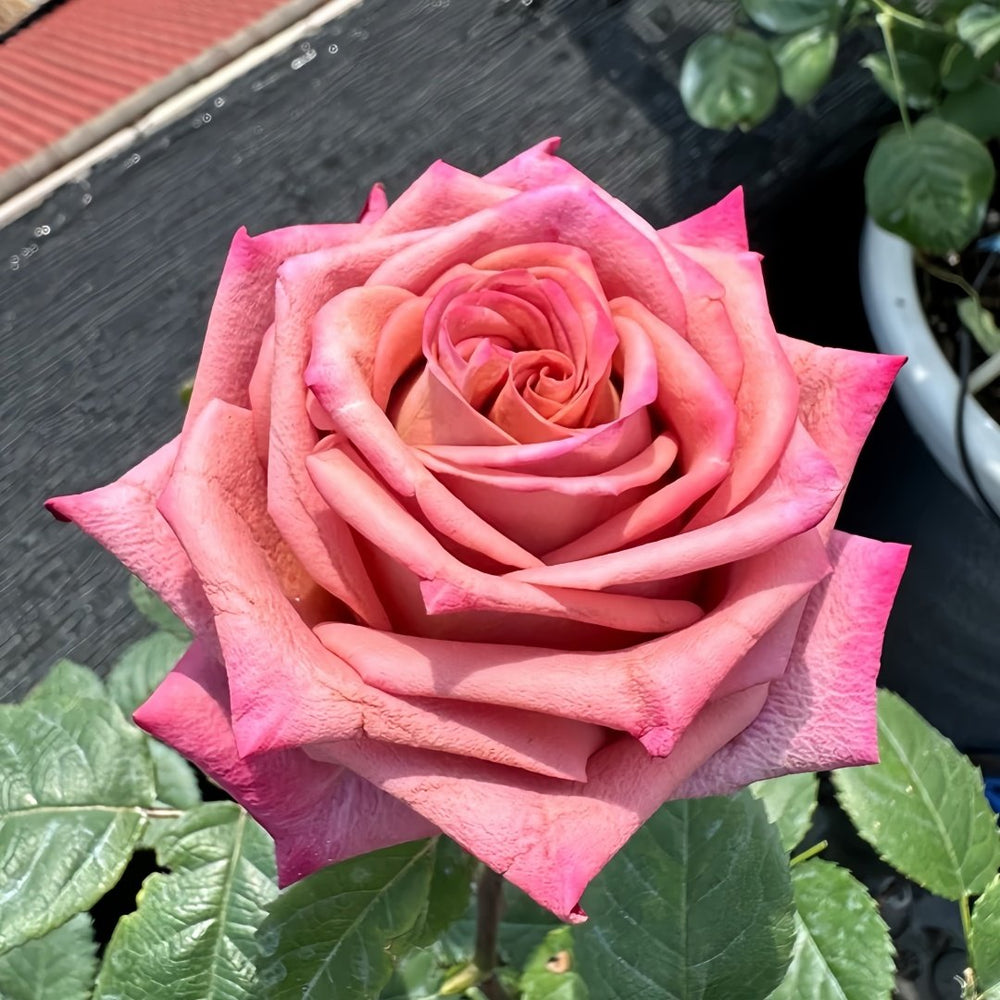 Barista Rose Plant｜咖啡师 image 1