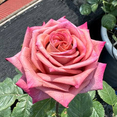 Barista Rose Plant｜咖啡师 image 1
