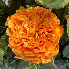 Copper Kiss Rose Plant|铜吻 image 2