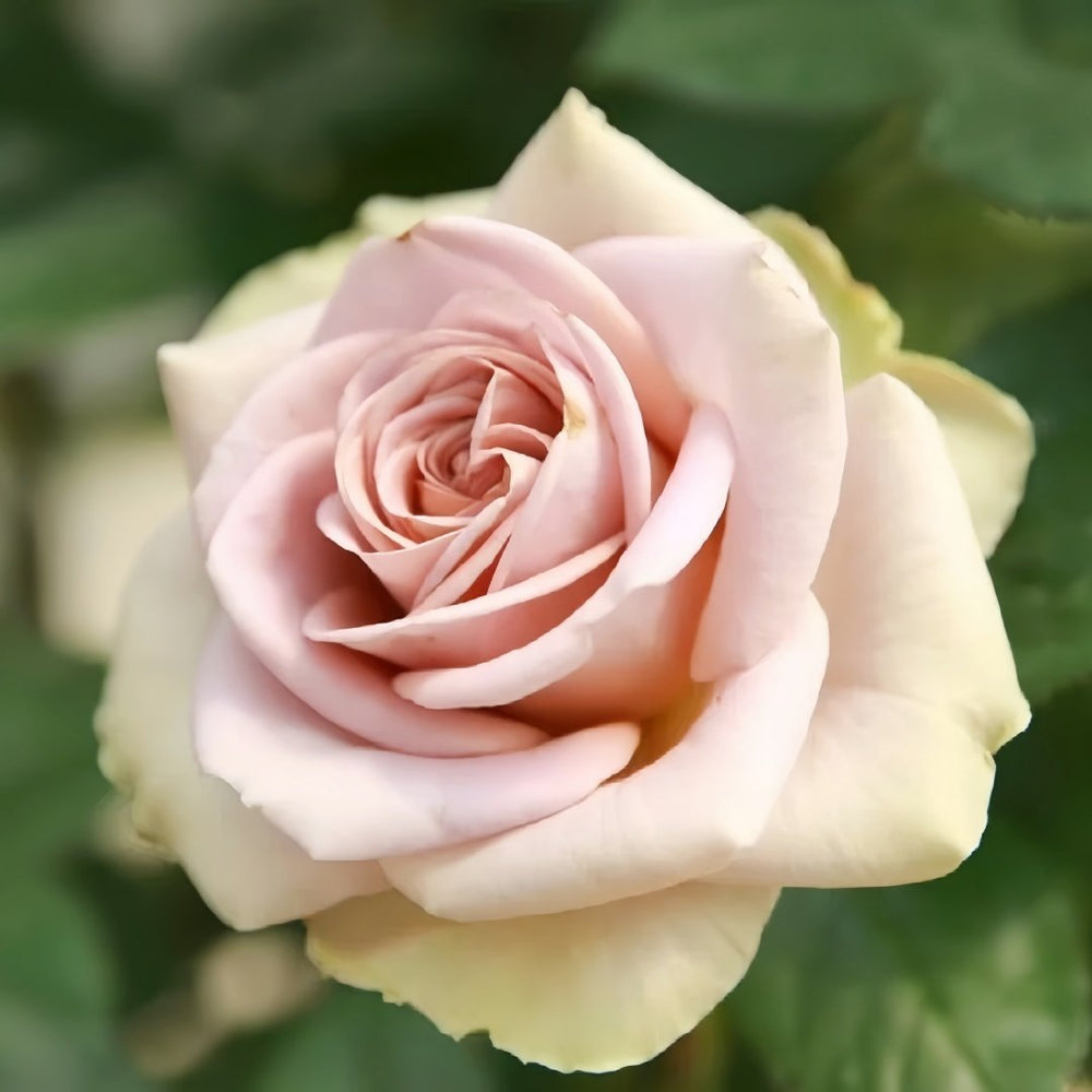 Amnesia Rose Plant|失忆 image 3