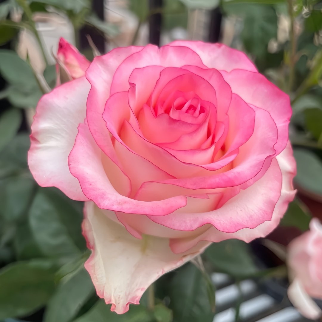 Jumilia Rose Plant｜艾莎 image 1